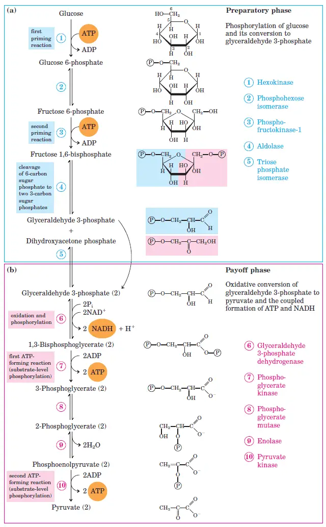 Glycolysis