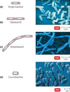 Various shapes and arrangements of Bacterial cells - Laboratoryinfo.com