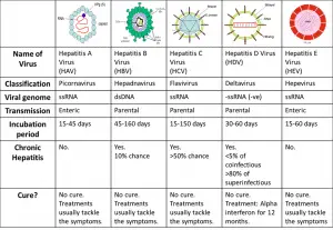 Differences between Hepatitis A, B, C, D and E