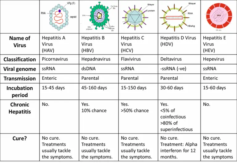 Differences Between Hepatitis A B C D And E