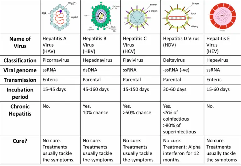 Differences Between Hepatitis A B C D And E Free Download Nude Photo Gallery