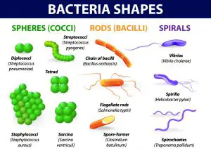 Various shapes and arrangements of Bacterial cells