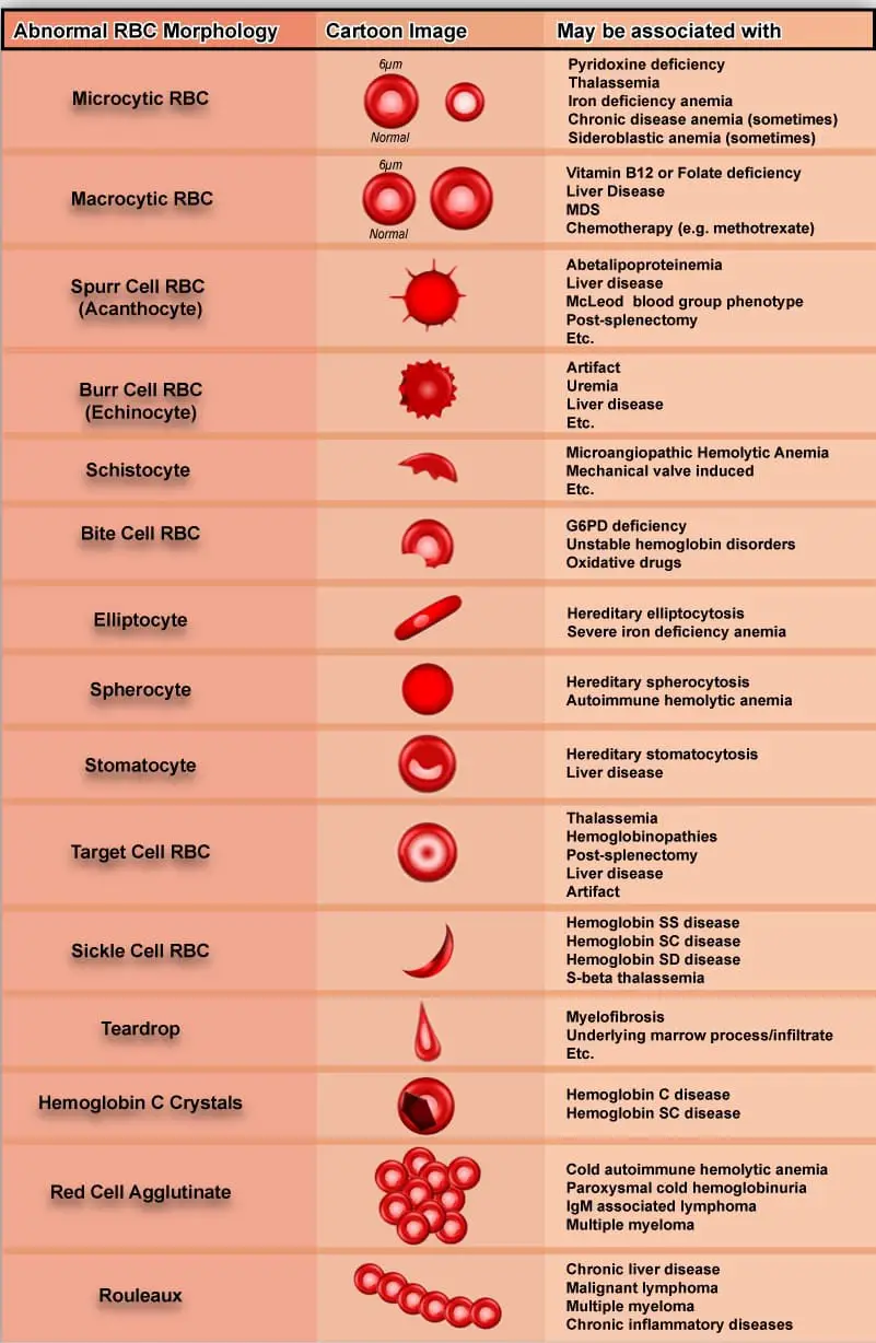 Red Blood Cell Morphology Chart