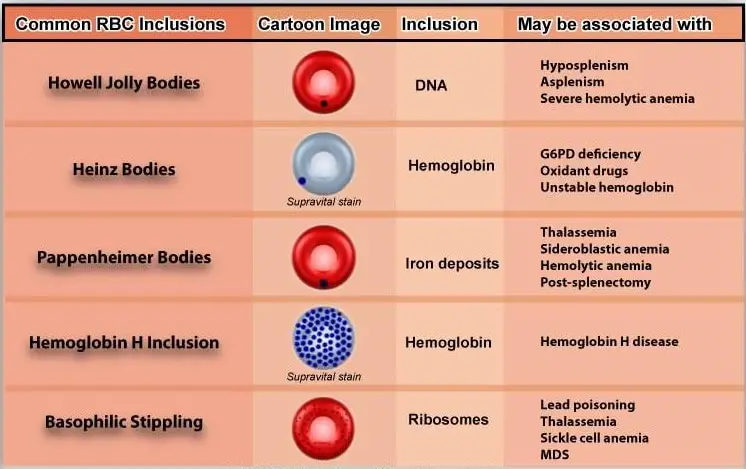 Rbc Morphology Grading Chart