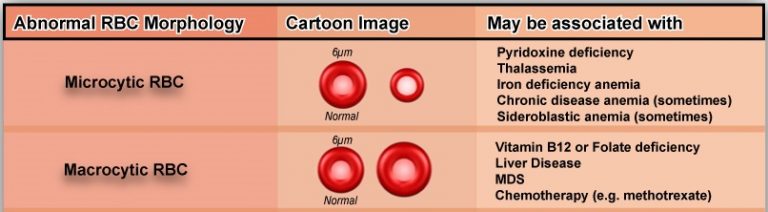 Variations in Red Blood Cell Morphology : Size, Shape, Color and ...