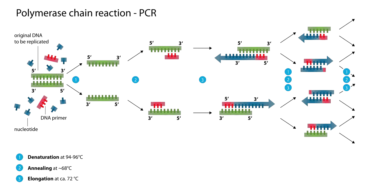 Polymerase Chain Reaction (PCR) : Principle, Procedure, Components ...