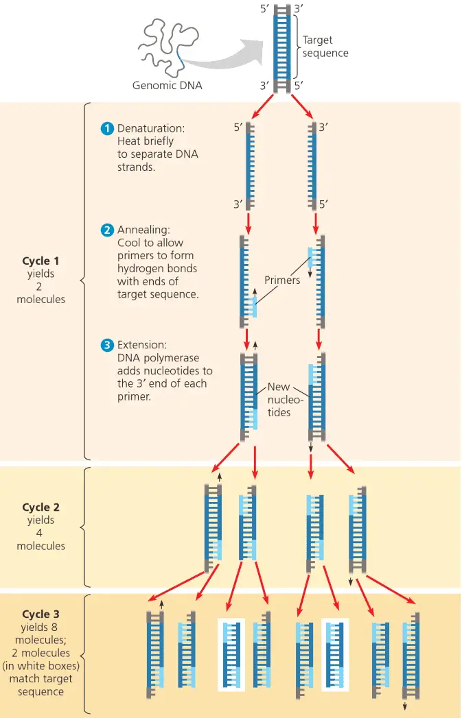 Polymerase Chain Reaction  Pcr    Principle  Procedure