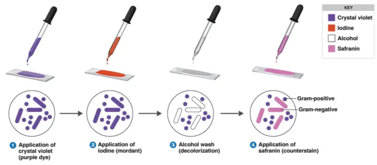 Gram Staining : Principle, Procedure, Interpretation and Animation ...