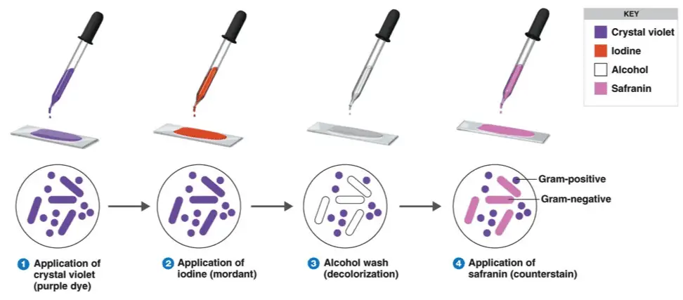 Gram Stain Interpretation Chart