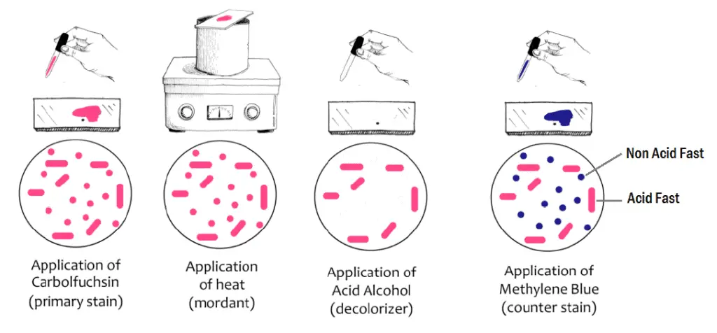 microbiology-are-acid-fast-bacteria-gram-positive-or-gram-negative