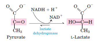 anaerobic-glycolysis