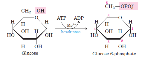 Glycolysis Diagram Flow Chart