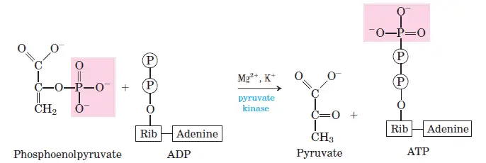 glycolysis-step-10 Conversion of Phosphoenol Pyruvate to Pyruvate