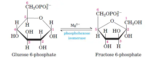 glycolysis-step-2 Isomerization of Glucose-6-Phsphate to Fructose-6-Phosphate