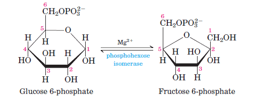 Glycolysis Chart With Enzymes