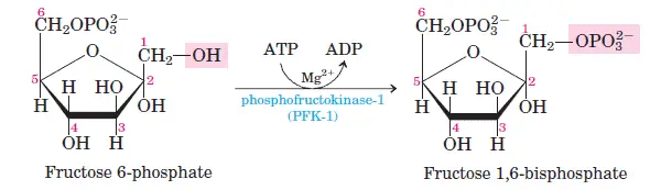 glycolysis-step-3 Phosphorylation of F-6-P to Fructose 1,6-Biphosphate