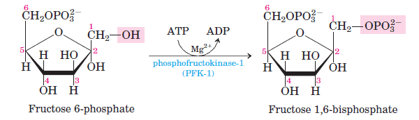 ten steps in three phases glycolysis