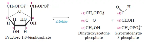 glycolysis-step-4 Cleavage of Fructose 1,6-Biphosphate