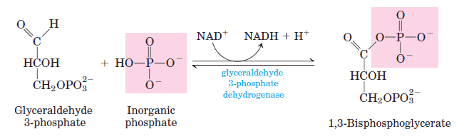 glycolysis-step-6 Oxidative phosphorylation of GAP to 1,3-Bisphosphoglycerate image