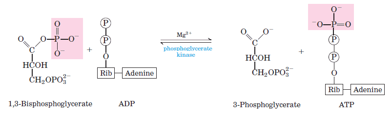 glycolysis-step-7 Conversion of 1,3-Biphosphoglycerate to 3-Phosphoglycerate picture