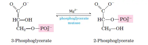 glycolysis-step-8 Conversion of 3-Phosphoglycerate to 2-Phosphoglycerate
