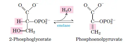 glycolysis-step-9 Dehydration of 2-Phosphoglycerate to Phosphoenolpyruvate