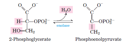 glycolysis-step-9 Dehydration of 2-Phosphoglycerate to Phosphoenolpyruvate