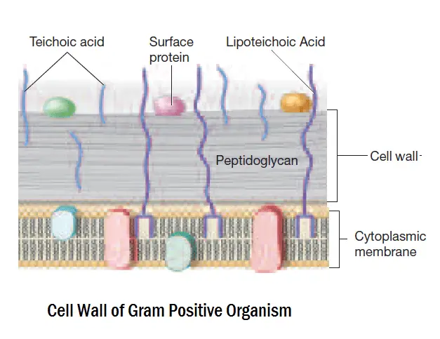 gram-positive-cell-wall