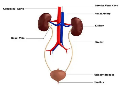 The urinary system, including the kidneys where glomerular filtration takes place image photo picture