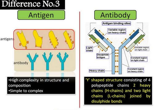 A closer look at the difference between antigen and antibody image photo picture