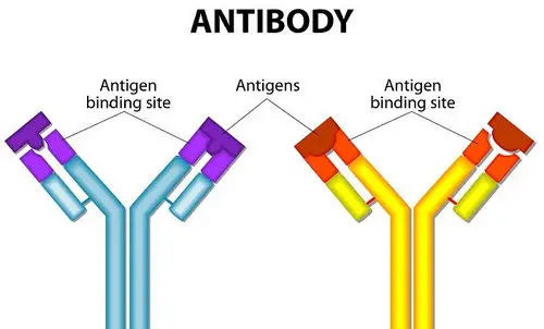 Antibodies work hard to protect the body from infections image photo picture