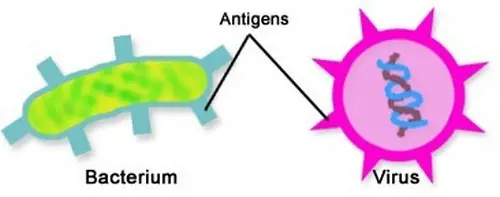 Bacteria and viruses are the two common forms of antigens image photo picture