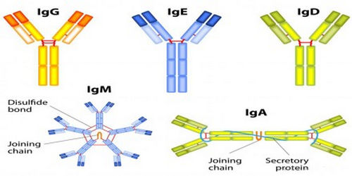 ANTIGEN-ANTIBODY well explained - Laboratory Insider