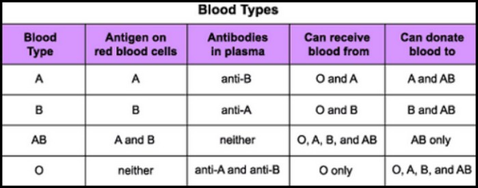 typ o blood has antibodies