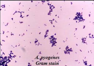 Coccobacilli (Gram Negative Bacteria) - LaboratoryInfo.com