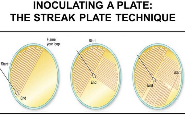 Streak Plate Method - Explained - Laboratoryinfo.com