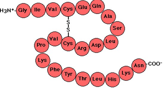 What is a Polypeptide Chain - Definition, Types (Bond) and Examples