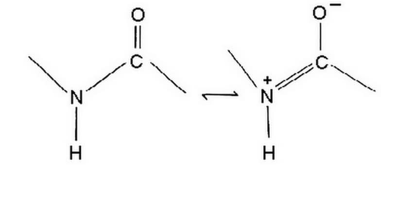 The image shows the peptide bond