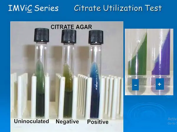 citrate utilization test is a part of the IMViC series