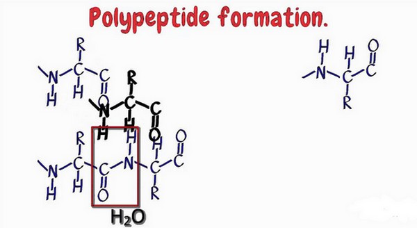 What is a Polypeptide Chain - Definition, Types (Bond) and Examples