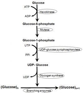 Glycogenesis - Cycle, Steps, Significance (Vs Gluconeogenesis ...