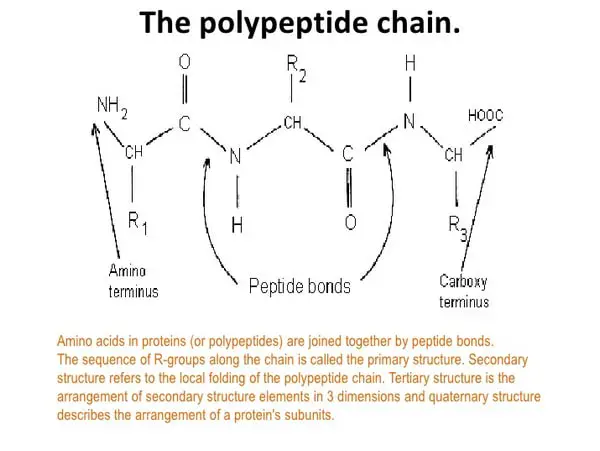 image shows the polypeptide chains