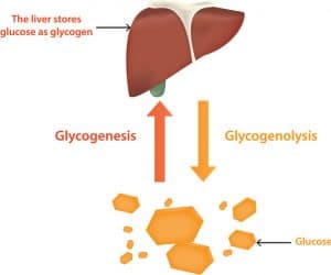 liver serves as the storage facility for glucose in the form of glycogen