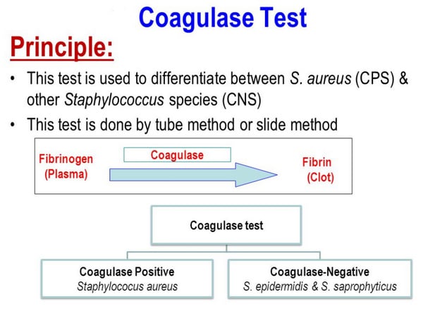 Coagulase Positive Staphylococcus Epidermidis