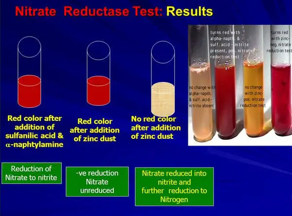 result of the nitrate reduction test