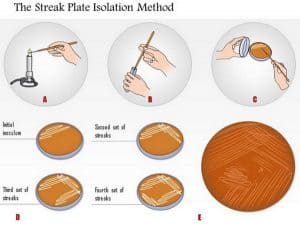 Streak Plate Method Explained Laboratoryinfo Com