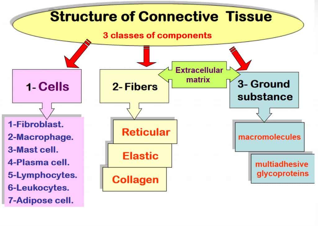 Connective Tissue Types (Examples) And Functions - Laboratoryinfo.com