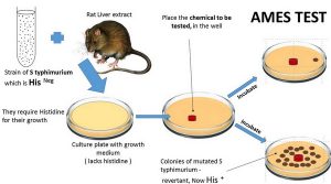 What is the Ames Test - Procedure, Uses, Principle and Interpretation ...