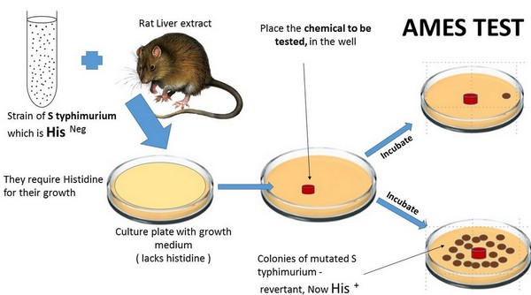 What Is The Ames Test Procedure Uses Principle And Interpretation Laboratoryinfo Com