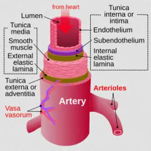 Difference Between Artery and Vein